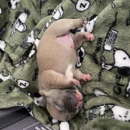 French Bulldog Puppies from Casco Bay Frenchies