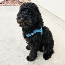 JAX - Poodle