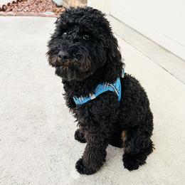 JAX - Poodle