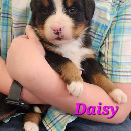 Daisy - Black rust and white female Bernese Mountain Dog puppy in Auburn, Indiana from Swamp Creek Berners