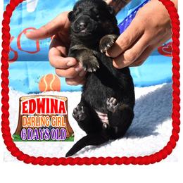 LADY EDWINA - Black and tan female German Shepherd puppy in Murrieta, California from Diamond Oaks German Shepherds