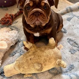Koko - Chocolate tri-color female Bulldog puppy in Wellsville, New York from Little Bit of Heaven Kennel