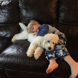 Goldendoodle Puppies from Lykeable Farms