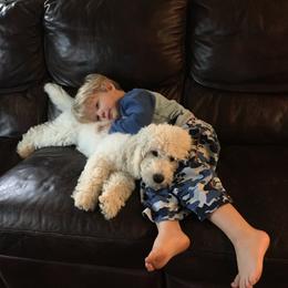 Goldendoodle Puppies from Lykeable Farms