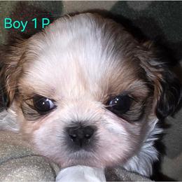 Boy 1 p - Gold and white male Shih Tzu puppy in Buxton, Maine from Shih Tzu Junction