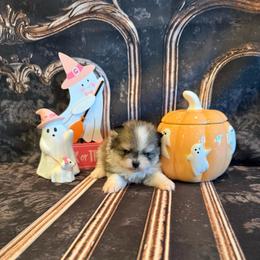 Austin - Orange sable male Pomeranian puppy in Success, Missouri from Sweet Success
