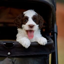 Tiramisu - Chocolate male Australian Labradoodle puppy in Milton, Florida from Sutton Place Doodles