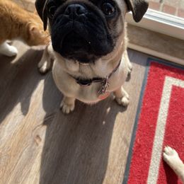 Ginger - Pug