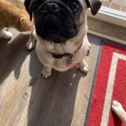 Ginger - Pug