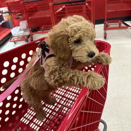 Goldendoodle Puppies from Oxfordshire Goldendoodles