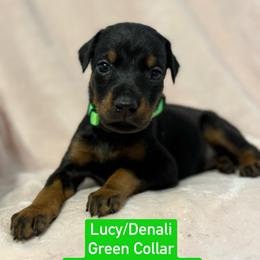 Green Collar was Burgundy Collar - Black and rust female Doberman Pinscher puppy in Lake City, Florida from Paintedcrazy Doberman Pinchers