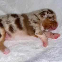 Red Merle - Red merle female Australian Shepherd puppy in Hayward, California from Grissom’s Aussies