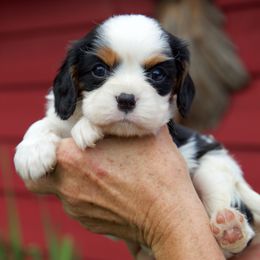 Cavalier King Charles Spaniel Puppies from Ridgefield Cavaliers