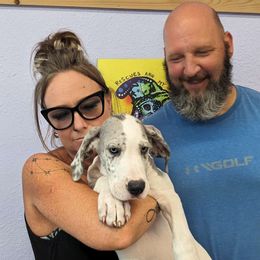 LeAnn - Great Dane puppy from Follow My Lead Great Danes