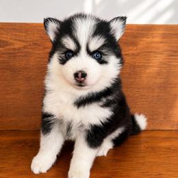 Stella - Black and white female Pomsky puppy in La Verne, California from Red Cedar Pomskies