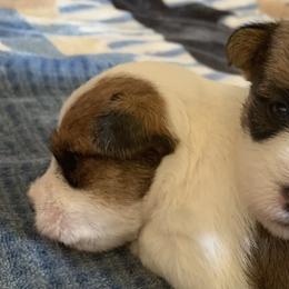 Russell Terriers from Equipage Russell Terriers
