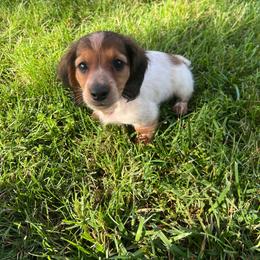 Cole - Piebald male Dachshund puppy in Aurora, Missouri from Baileys Precious Puppies
