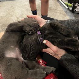Cane Corso Puppies from Rock Creek Cane Corso