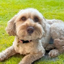 Rory - Australian Labradoodle
