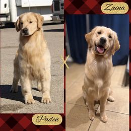 Golden Retriever puppies from Bear State Goldens