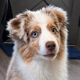 Fia - Miniature American Shepherd