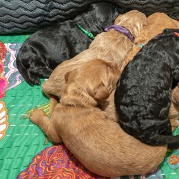 Assorted Doodle Crosses and Goldendoodle Puppies from Meekie Doodle Farm