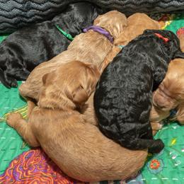Assorted Doodle Crosses and Goldendoodle Puppies from Meekie Doodle Farm