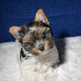 Pebbles -AKC 4000 small - Black tan and white female Biewer Terrier puppy in Douglas, Georgia from Heartland small breeds