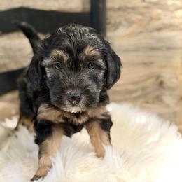 Bernedoodle and Whoodle Puppies from Genesis Family Farm