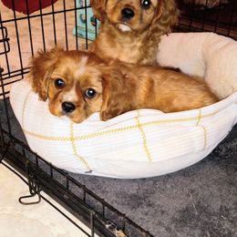 Cavalier King Charles Spaniel Puppies from Cavaliers at Carmen Acres Farm
