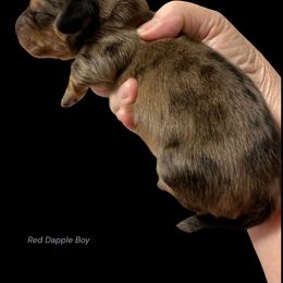 William - Dapple male Dachshund puppy in Franklinton, North Carolina from Wildwynn Dachshunds