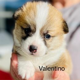 Valentino - Red male Pembroke Welsh Corgi puppy in Grenada, California from California Corgi Butts