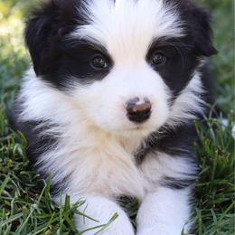 Doom - Black and white male Border Collie puppy in Kalispell, Montana from North Fork Border Collies