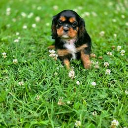 Lacey - Black and tan female Cavalier King Charles Spaniel puppy in Pennsylvania from Julie's Cavalier King Charles Spaniels