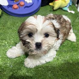 Kaio - Tricolor male Shih Tzu puppy in Bourne, Massachusetts from Shih Tzu Pups
