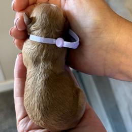Girl 4 - Apricot female Cavapoo puppy in Nampa,, Idaho from Clig Doodle Days
