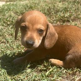 CKC SHADED RED DAPPLE SMOOTH - Dapple male Dachshund puppy in Anderson, California from Golden Paws Dachshunds
