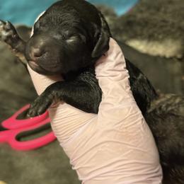 Prada - Phantom female Poodle puppy in Independence, Kansas from Malone Standard Poodles