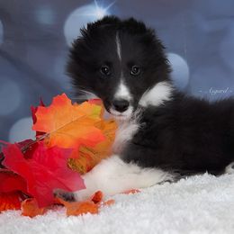 Reduced*Raven - Shetland Sheepdog puppy in Elk, Washington from Asgard Shetland Sheepdogs
