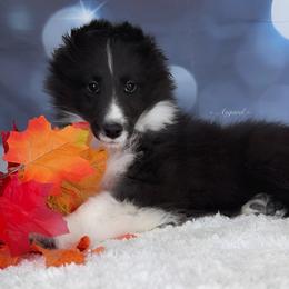 Reduced*Raven - Shetland Sheepdog puppy in Elk, Washington from Asgard Shetland Sheepdogs