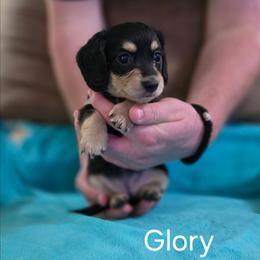 Glory - Black and cream female Dachshund puppy in Bedias, Texas from Faith & Grace Doxies