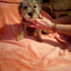 Girl 1 - Black and white Shorkie puppy in Texas from Christina Grafe's Shorkies
