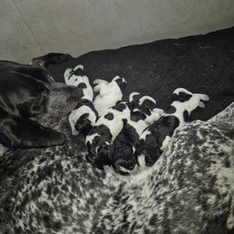Bluetick Coonhound and Griffon Bleu de Gascogne Puppies from Holcomb's Hounds