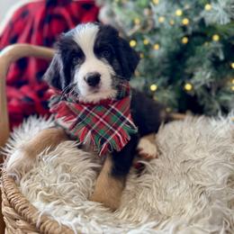 Assorted Doodle Crosses, Aussiedoodle, Australian Mountain Doodle, and Miniature Australian Shepherd Puppies from Aspen Mountain Doodles LLC