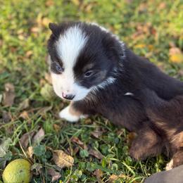 Lake Pepin - Black tri male Miniature Australian Shepherd puppy in Priest River, Minnesota from Offgrid Aussies