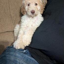 Sadie - Cream female Poodle puppy in Edgefield, South Carolina from Bettna standard poodle