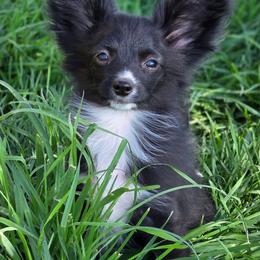 Jubilee - Black and white female Companion Cross puppy in Davenport, Washington from Lovely Ladies and Little Asses Miniature Equines (L3A Pomeranians & Papillons)