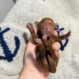 Destiny - Red female Cavapoo puppy in Fort Worth, Texas from Aloha Paradise Poodles LLC