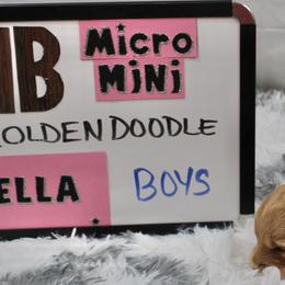 Goldendoodle and Poodle Puppies from Partridge Doodles and Poodles