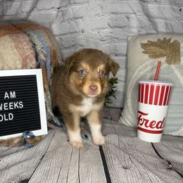 FREDDY - Red tri male Miniature Australian Shepherd puppy in Peoria, Arizona from B My Sunshines Mini Aussies